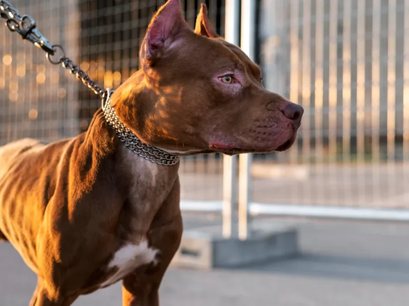 собака пітбуль