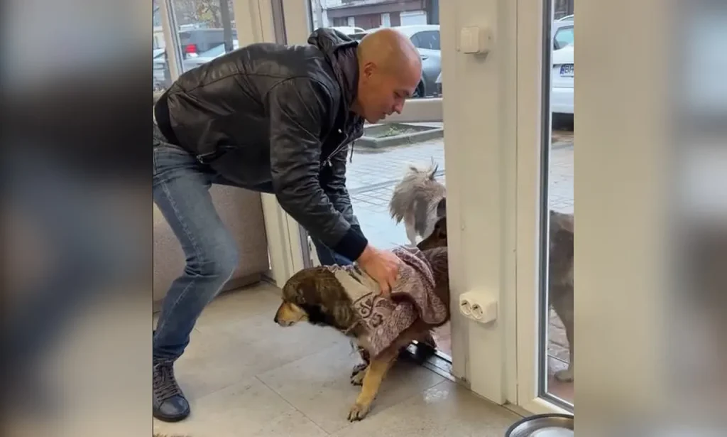 Собаки з одеського радіоринку