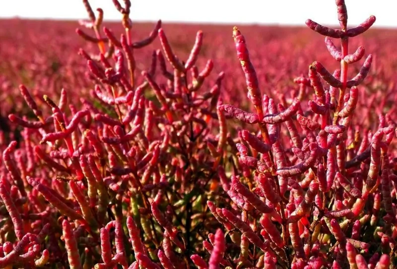 солерос трав'янистий