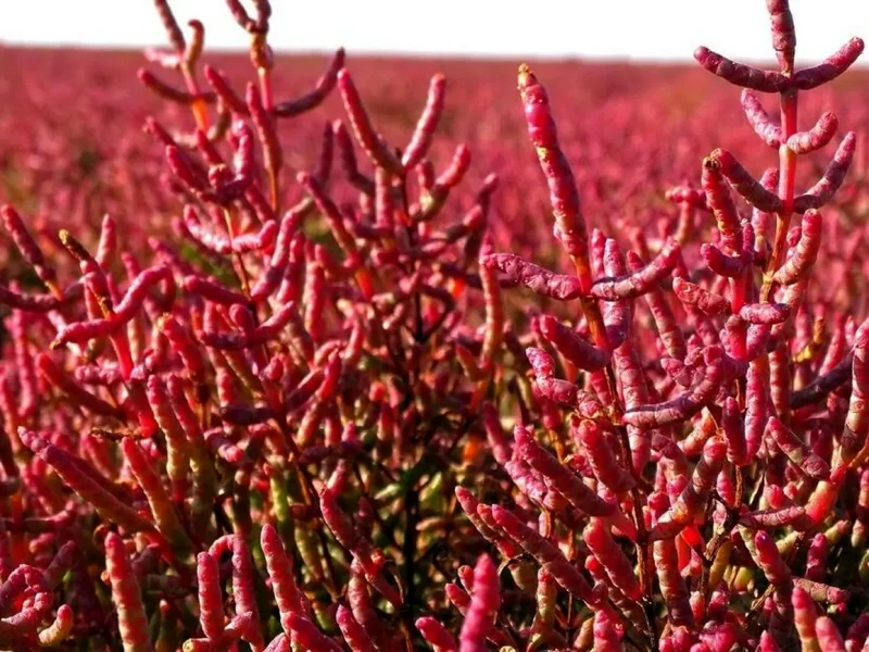 солерос трав'янистий