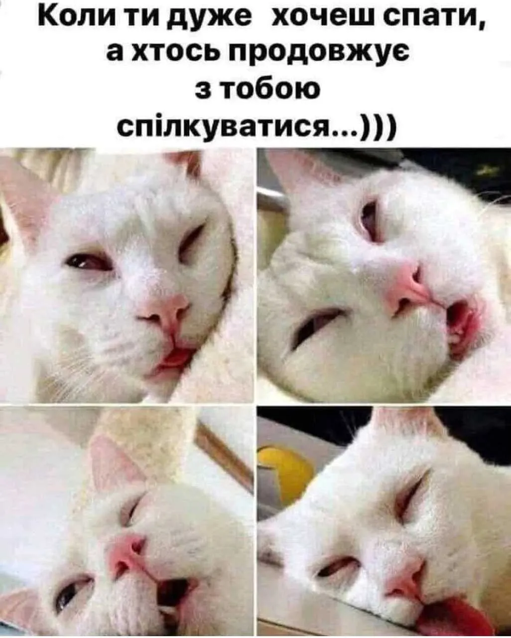 сонне спілкування