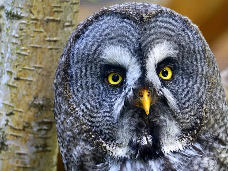 вусата сова