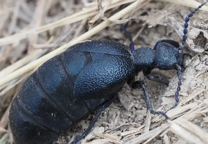 Жук майка осенняя