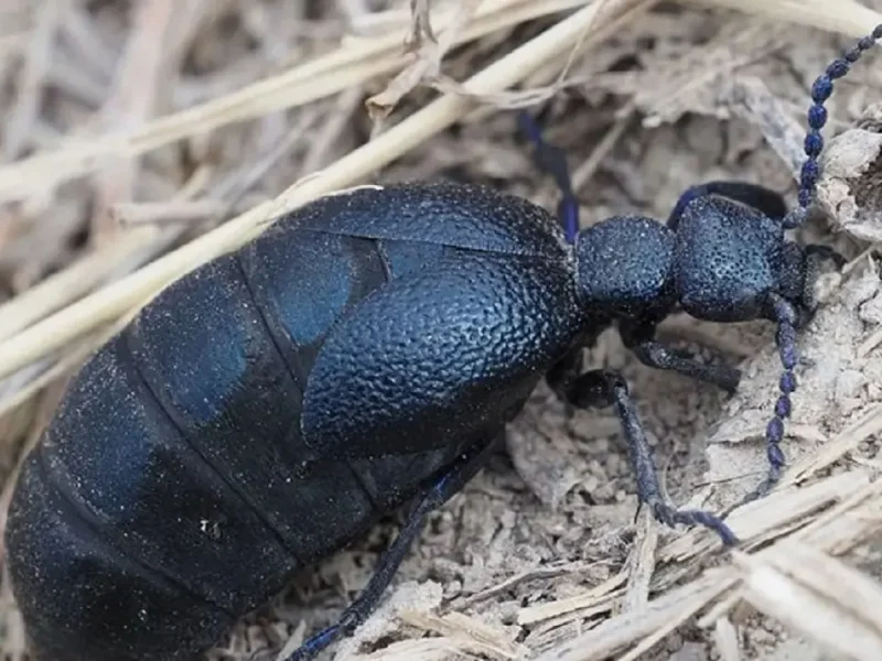 Жук майка осенняя