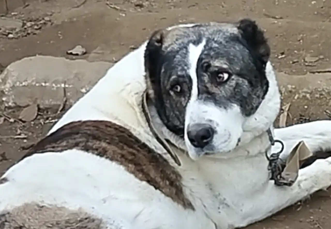 Алабай Люся