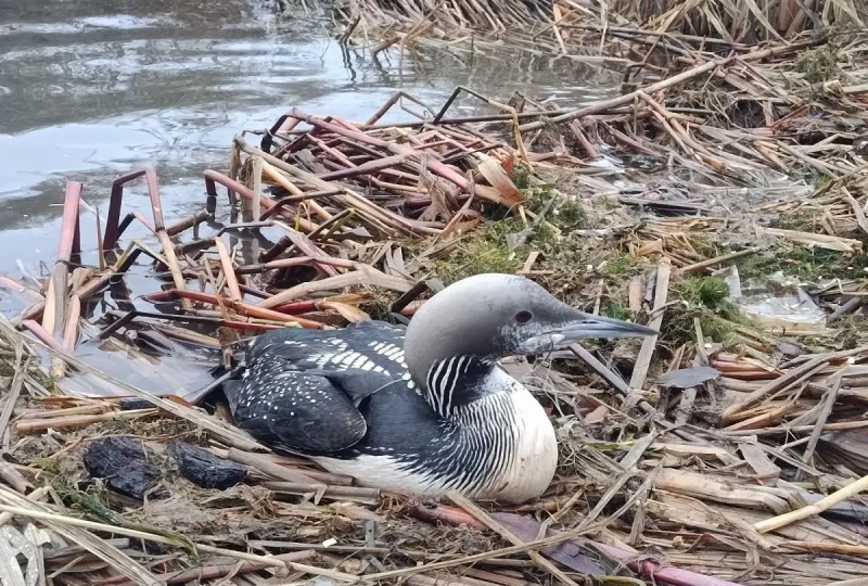В Нижньому Дністрі врятували рідкісну гагару
