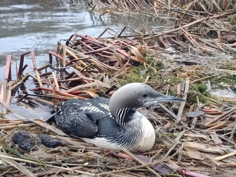 В Нижньому Дністрі врятували рідкісну гагару