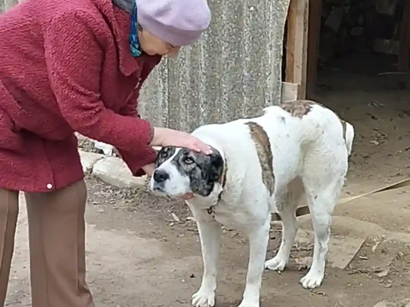 Любов Хлипавка з алабаєм Люсею
