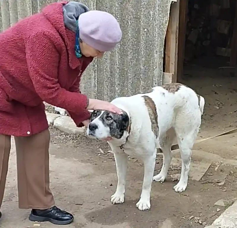 Любов Хлипавка з алабаєм Люсею