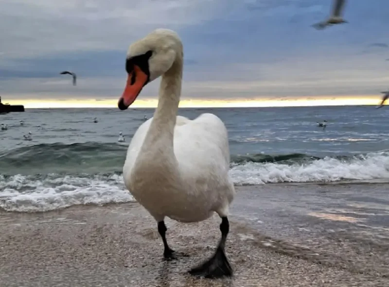 Лебедь на одесском пляже