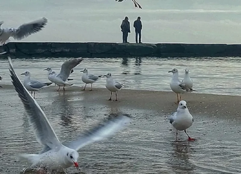 Одесский пляж в декабре