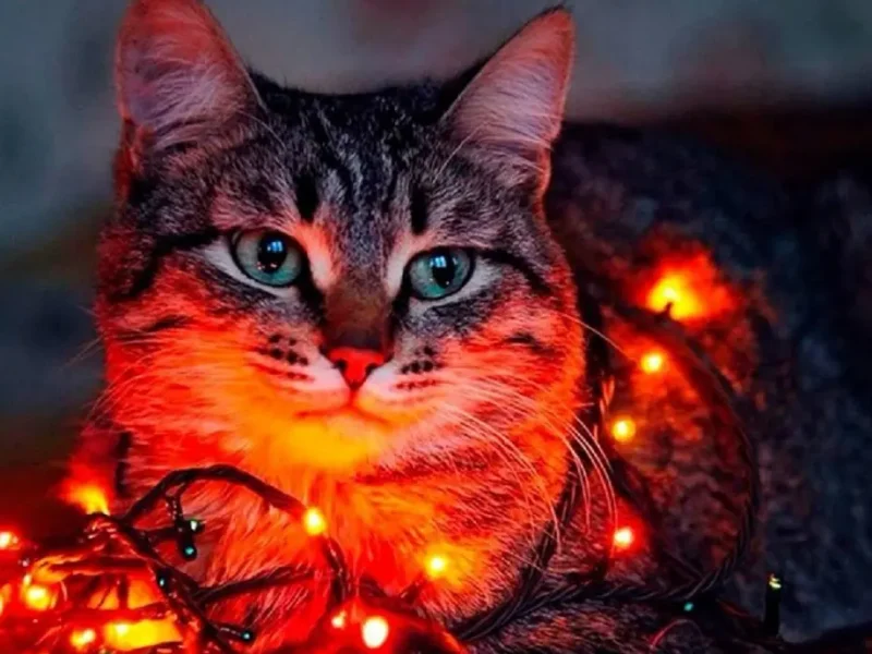 Предновогоднее настроение