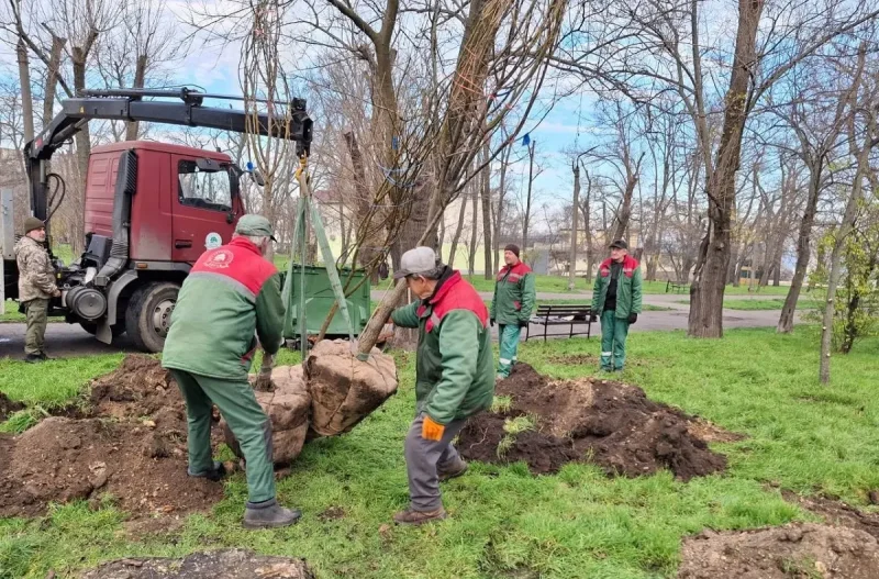 В одеському парку висадили 40 нових дерев софори