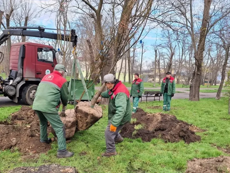 В одеському парку висадили 40 нових дерев софори (фото)
