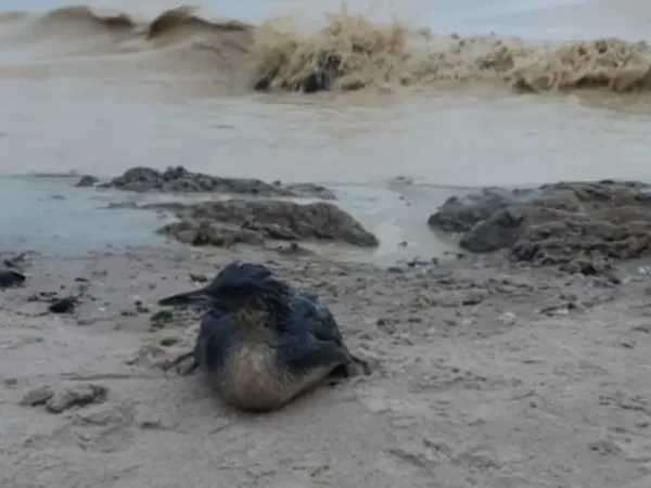 Сотні постраждалих птахів вдалося врятувати в Одесі