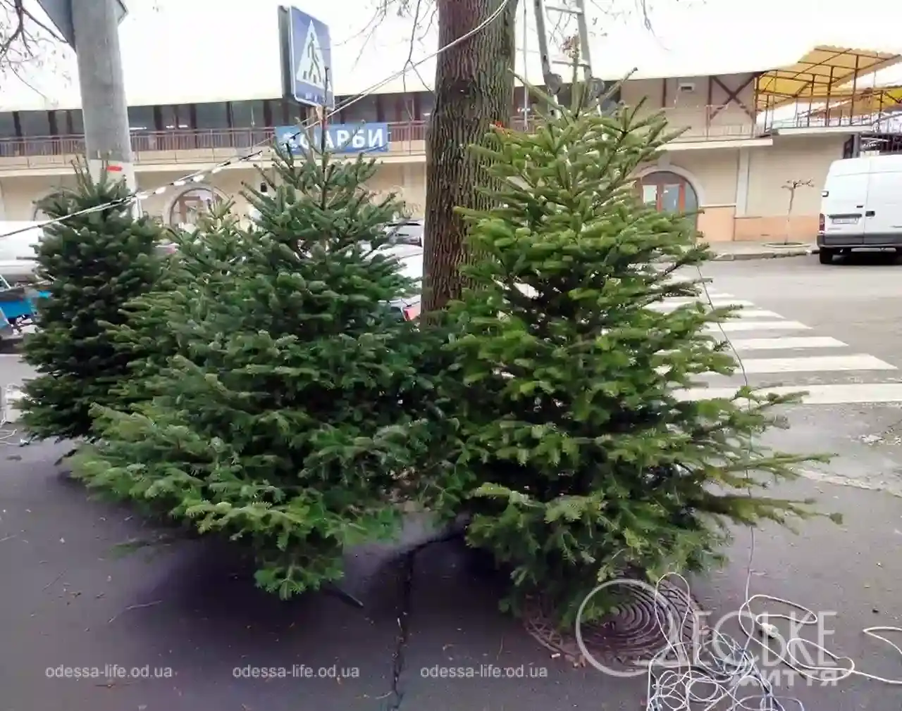 В Одесі розпочали продавати ялинки
