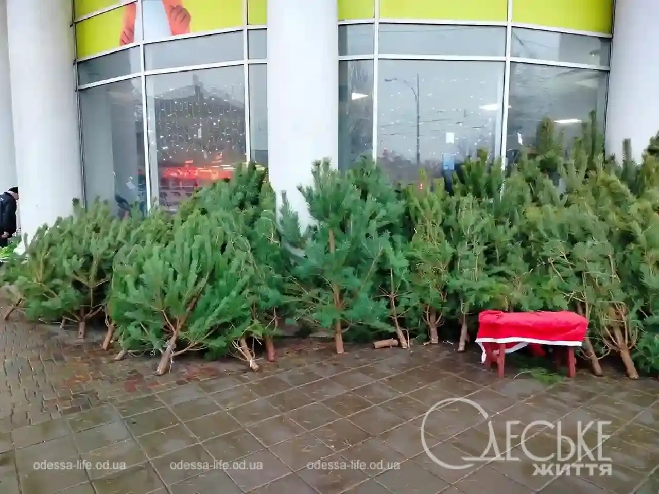 В Одесі розпочали продавати ялинки