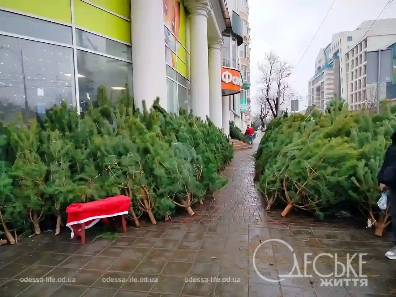 В Одесі розпочали продавати ялинки