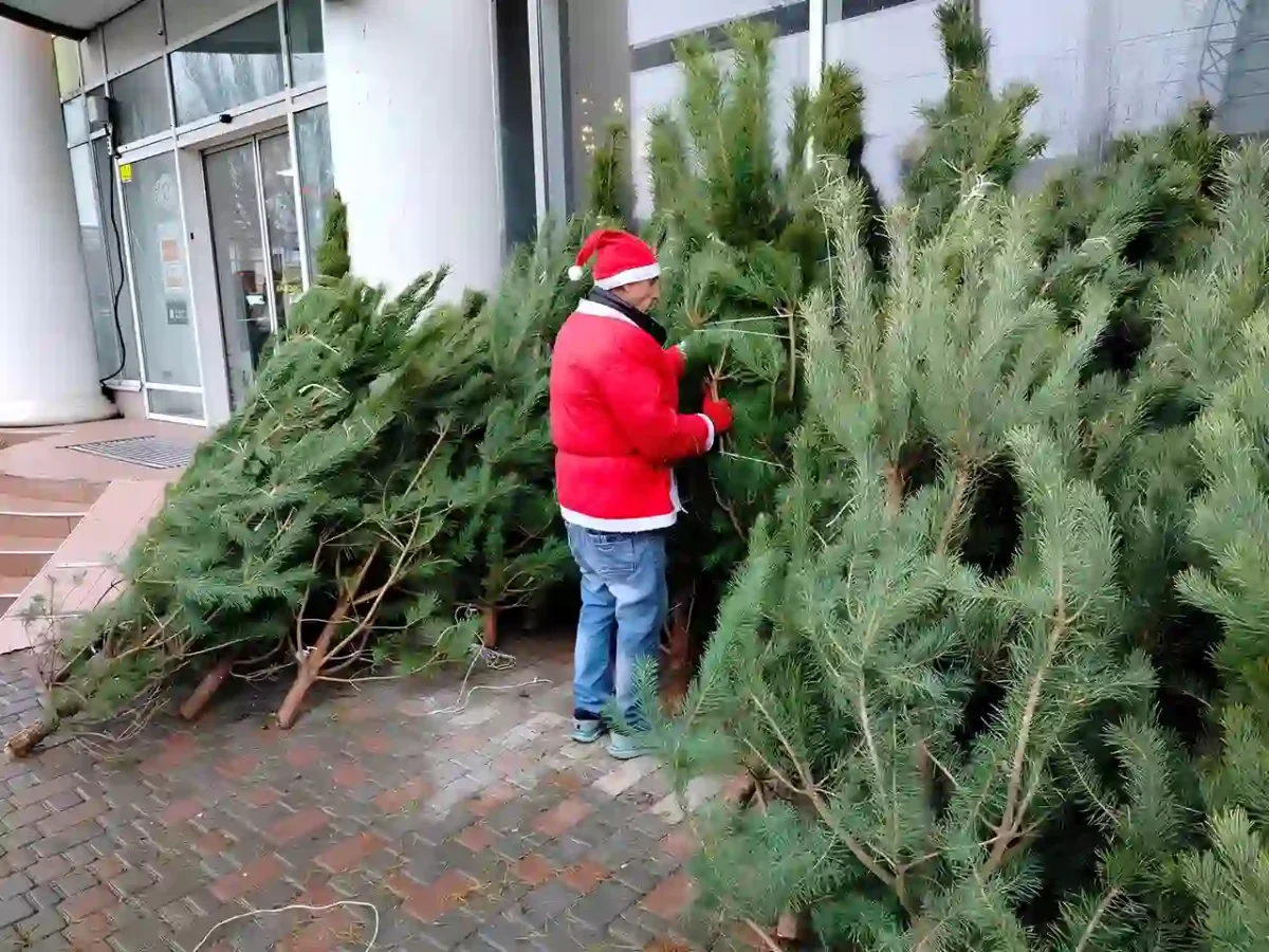 Хвоя, аромат і свято: в Одесі стартував продаж живих ялинок