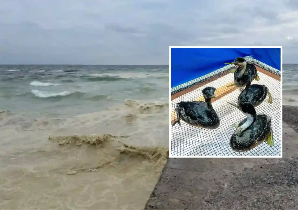 Забруднення олією та птахи що постраждали