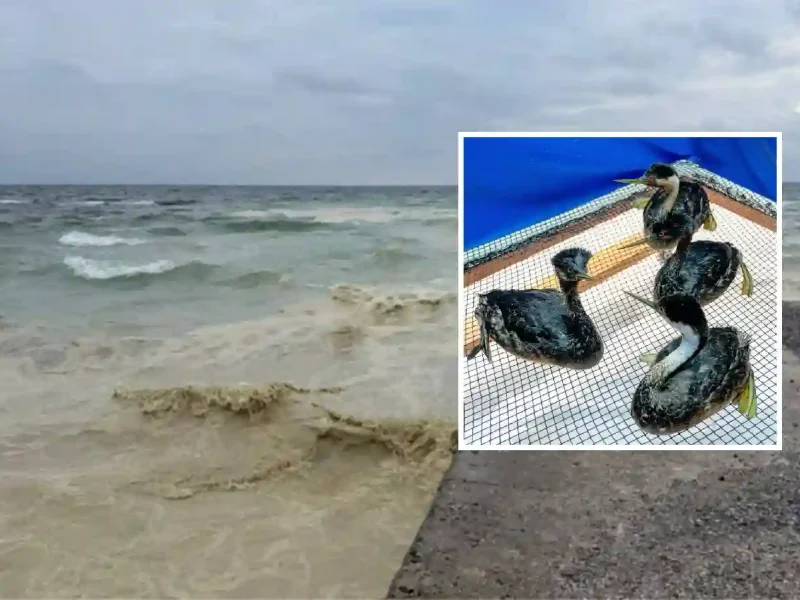 Забруднення олією та птахи що постраждали