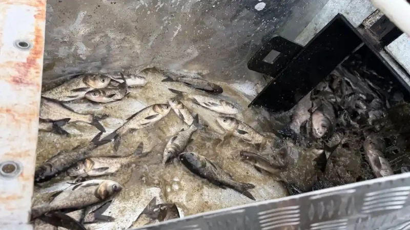 зарыбление