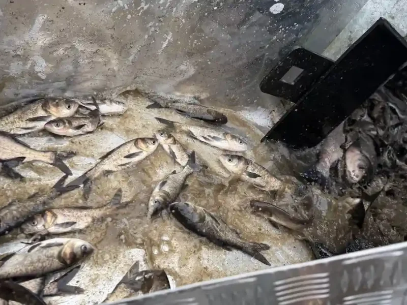 зарыбление