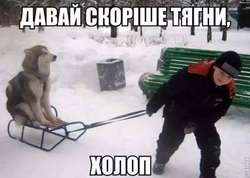 тварини і зима