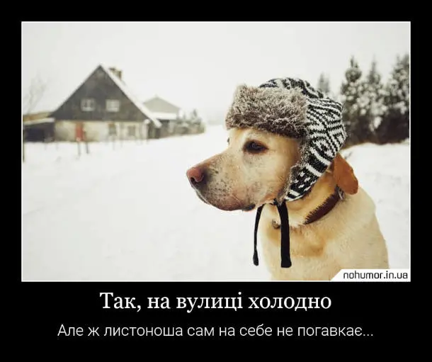 собака та зима