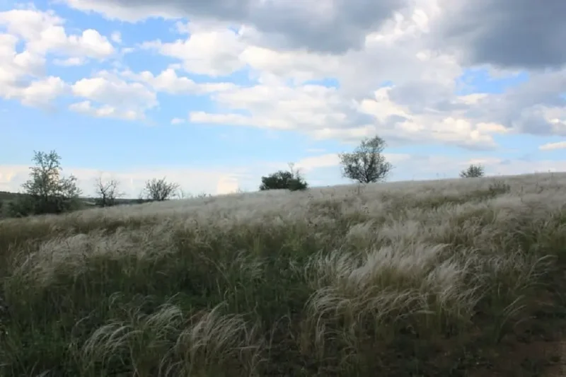 На Одещині планують створити нову ботанічну пам’ятку природи – ковилову балку