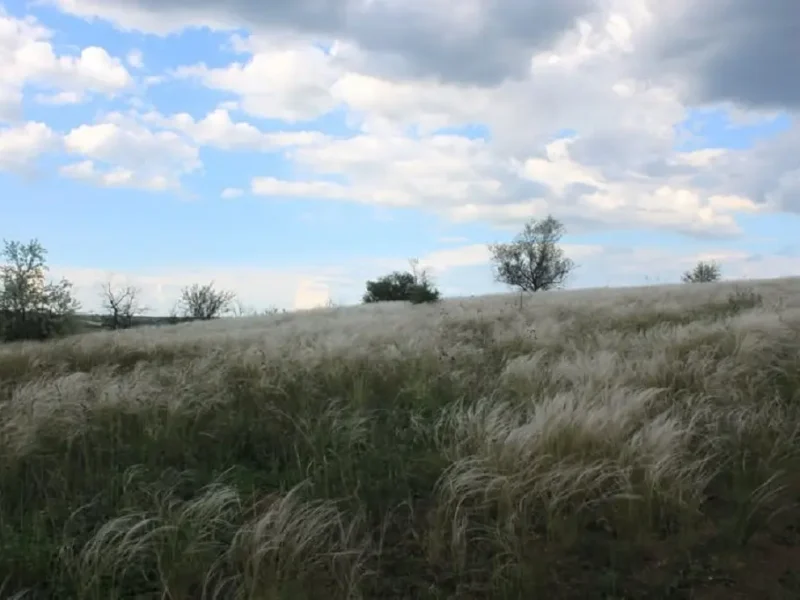 На Одещині планують створити нову ботанічну пам’ятку природи – ковилову балку