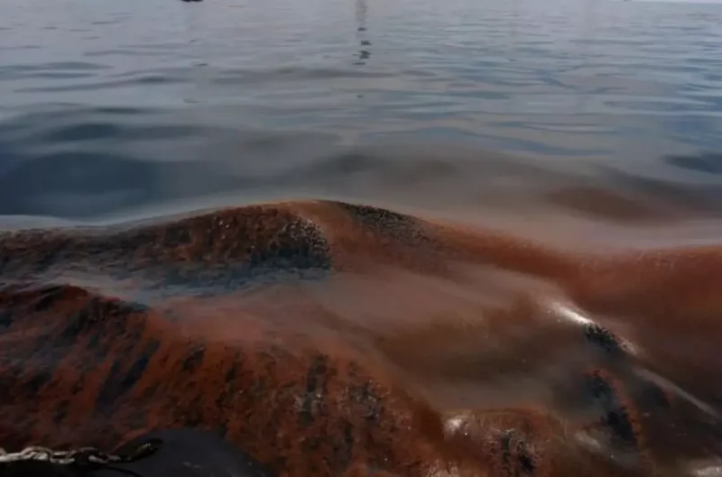 біолог про чорне море