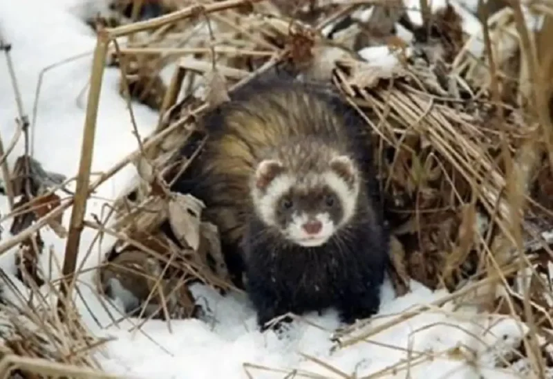В Одеській області помітили рідкісного гостя з Червоної книги