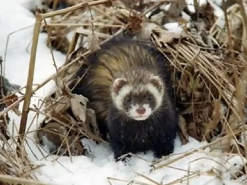 В Одеській області помітили рідкісного гостя з Червоної книги