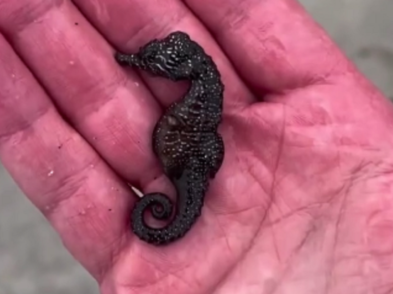 На одеське узбережжя винесло сотні мертвих морських коників