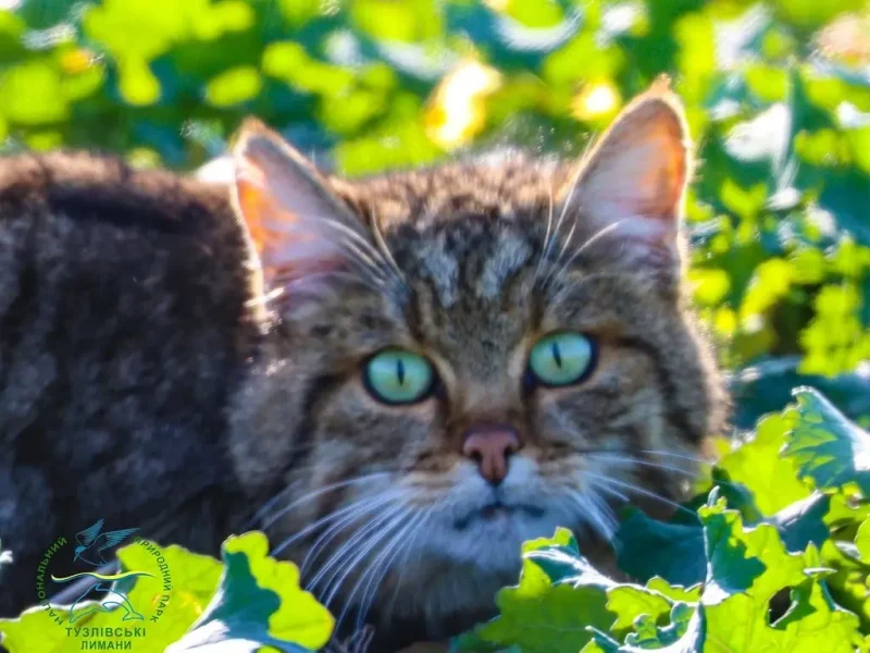 У нацпарку «Тузлівські лимани» зафіксували лісового кота з Червоної книги