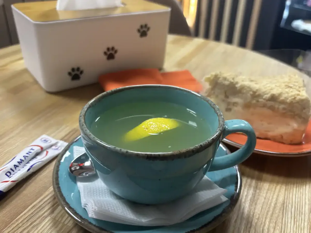 Не притулок і не розвага: як працює відповідальне котокафе в центрі Одеси