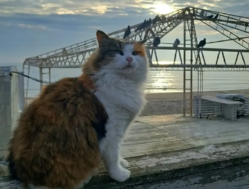 Одесский котик у моря