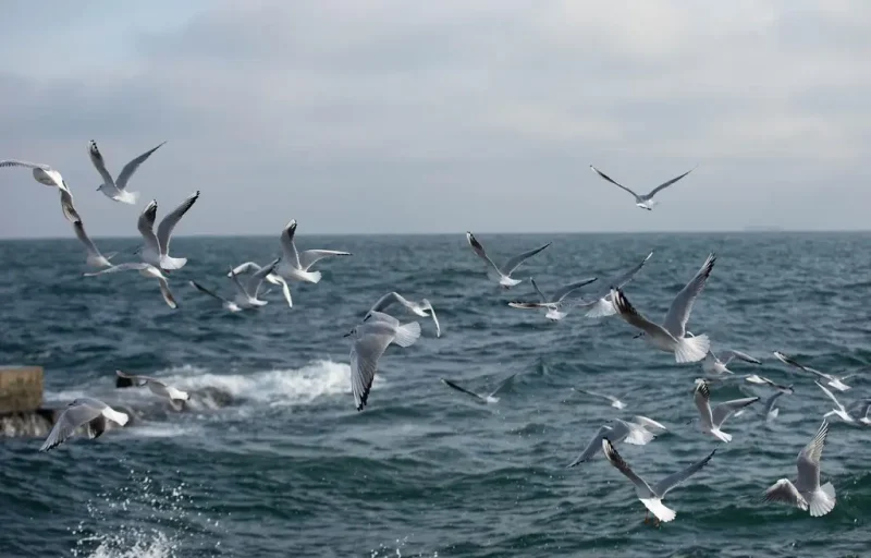 Чайки над морем, Одесса, январь 2026