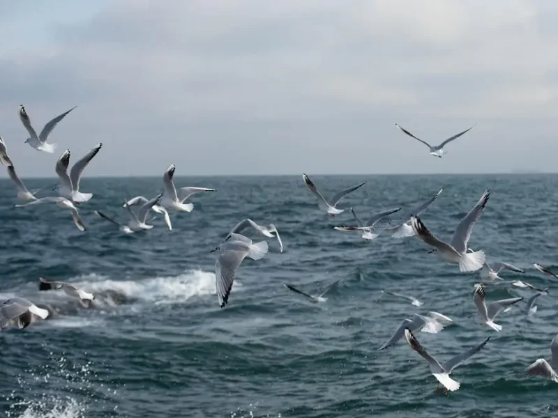 Чайки над морем, Одесса, январь 2026