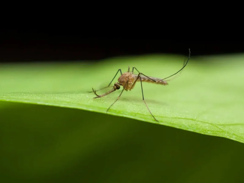 малярія в Одесі
