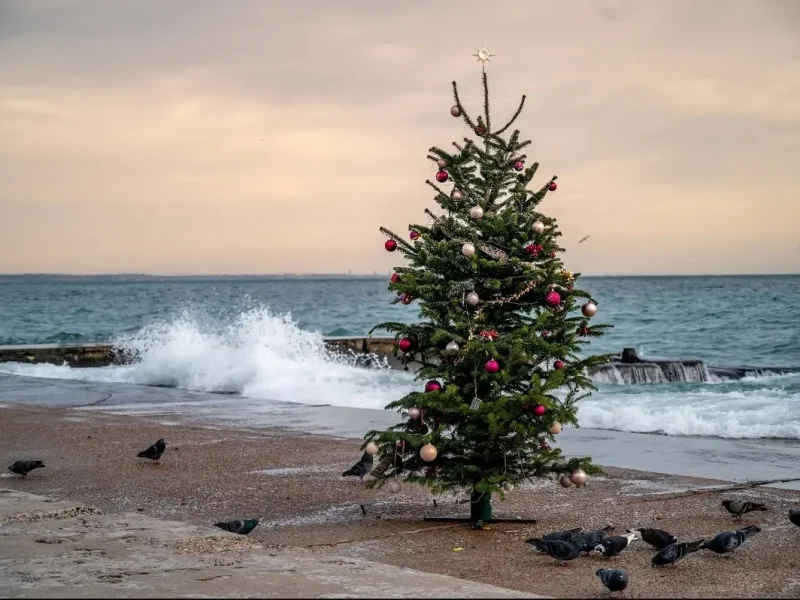 Елка у моря