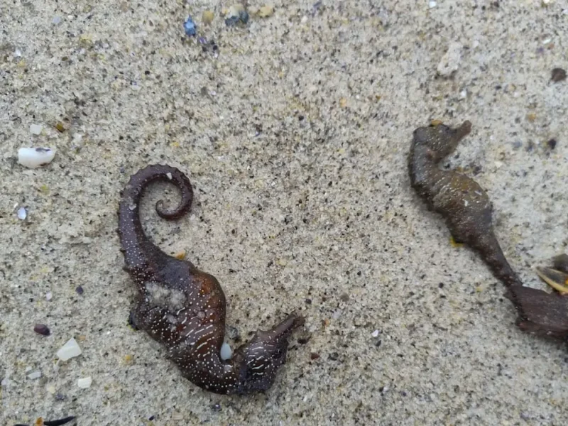 морські коники біля Одеси