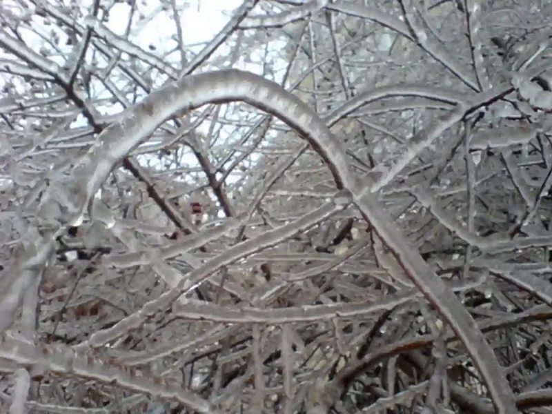обмерзання гілок