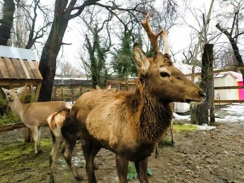 Одеський зоопарк взимку