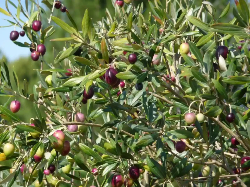 оливкковое дерево