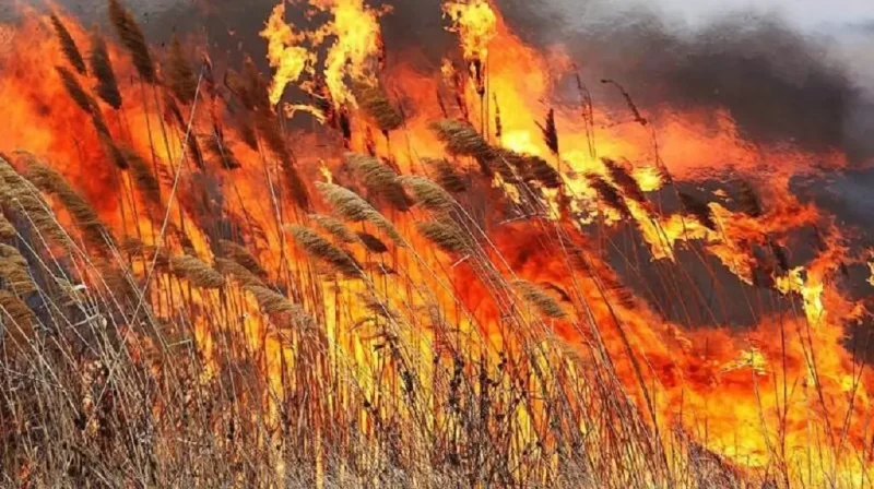 Горит камыш под Одессой