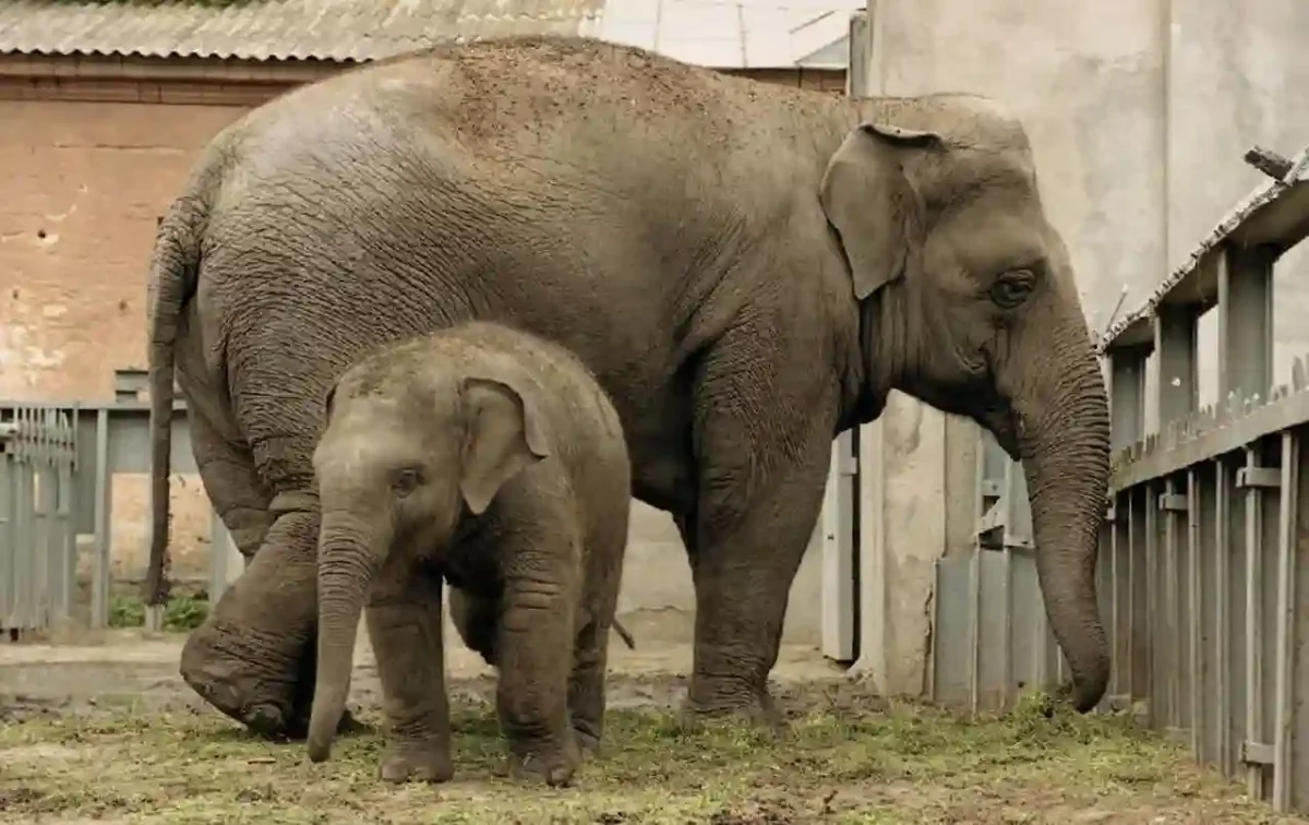 Слоних Венді з малюком