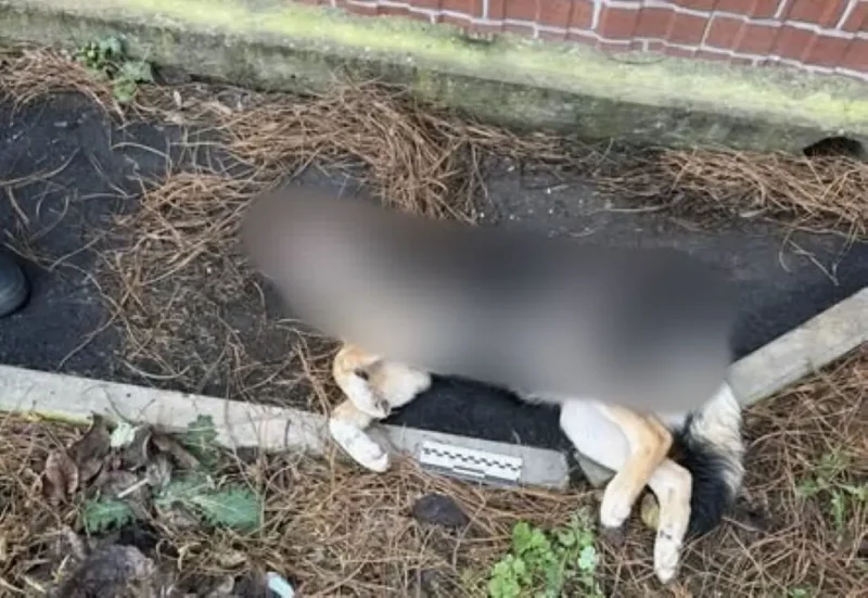 травля собак в Измаиле