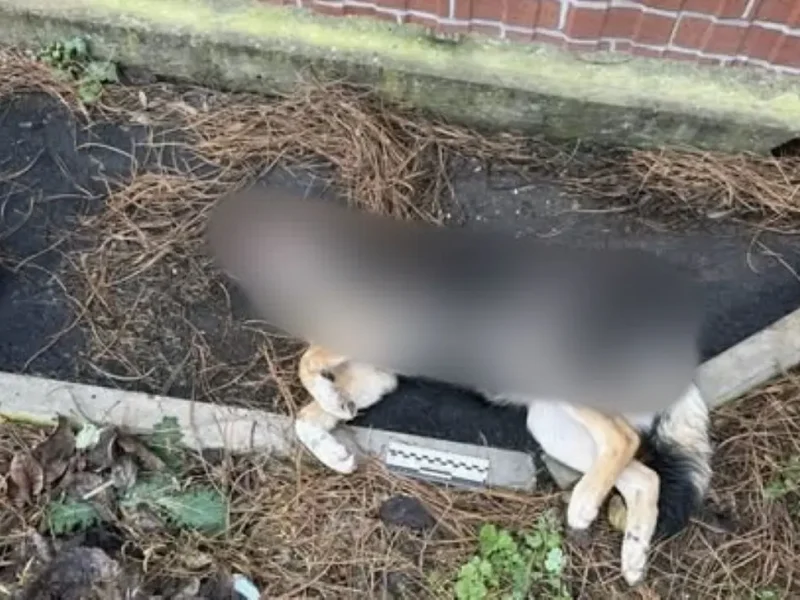 отруєння собак в Ізмаїлі